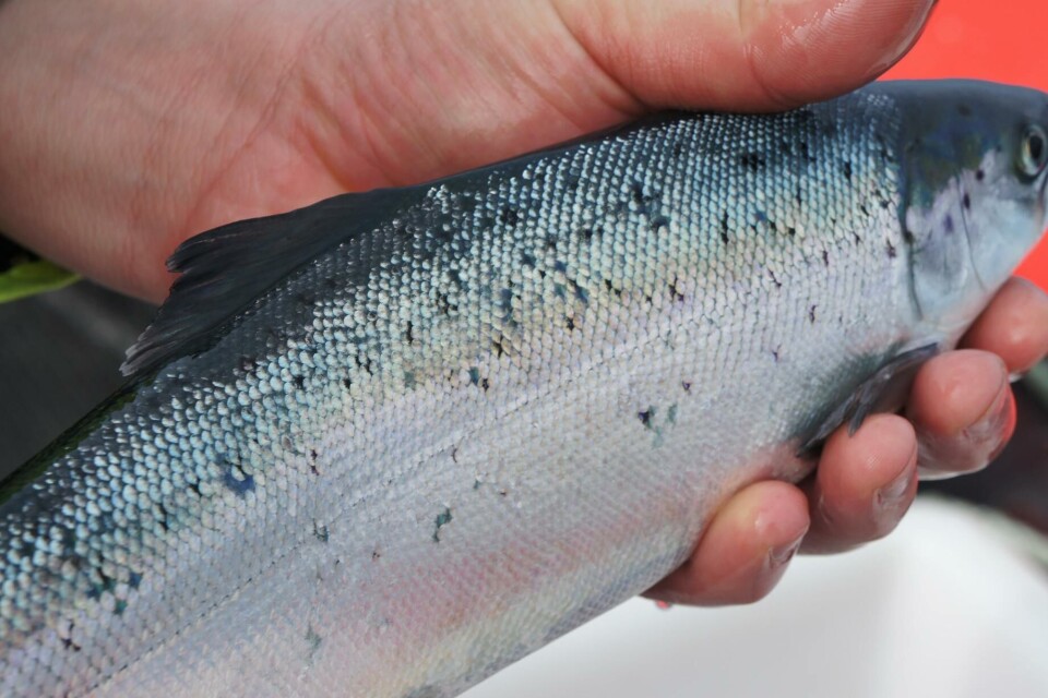 Según último reporte de Sernapesca, 10 fueron los centros CAD en semana 12. Foto: Archivo Salmonexpert.