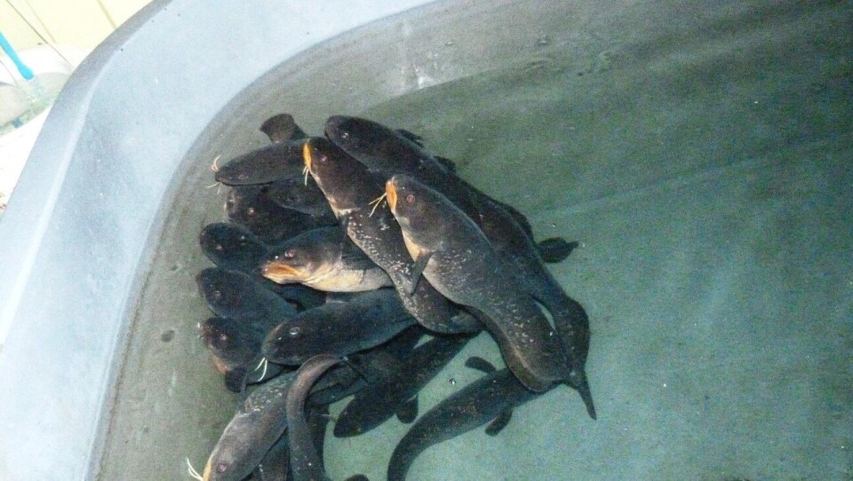 La iniciativa pretende en un proyecto próximo repoblar la especie y de esta forma diversificar el recurso acuícola. Imagen: Universidad de Los Lagos.