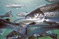 Marea roja: 800 mil salmones peligran ante falta de acuerdo