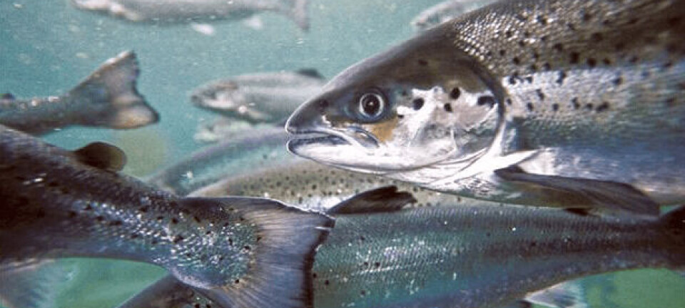 Investigación sugiere ruta nasal para vacunación en peces