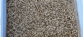 Cargill alcanza acuerdo con productor de harina de insectos