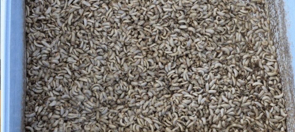 Inéditos resultados de valorizar residuos orgánicos de la salmonicultura a través de insectos