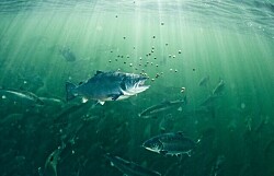 Cargill apuesta por nueva dieta antiviral para salmónidos