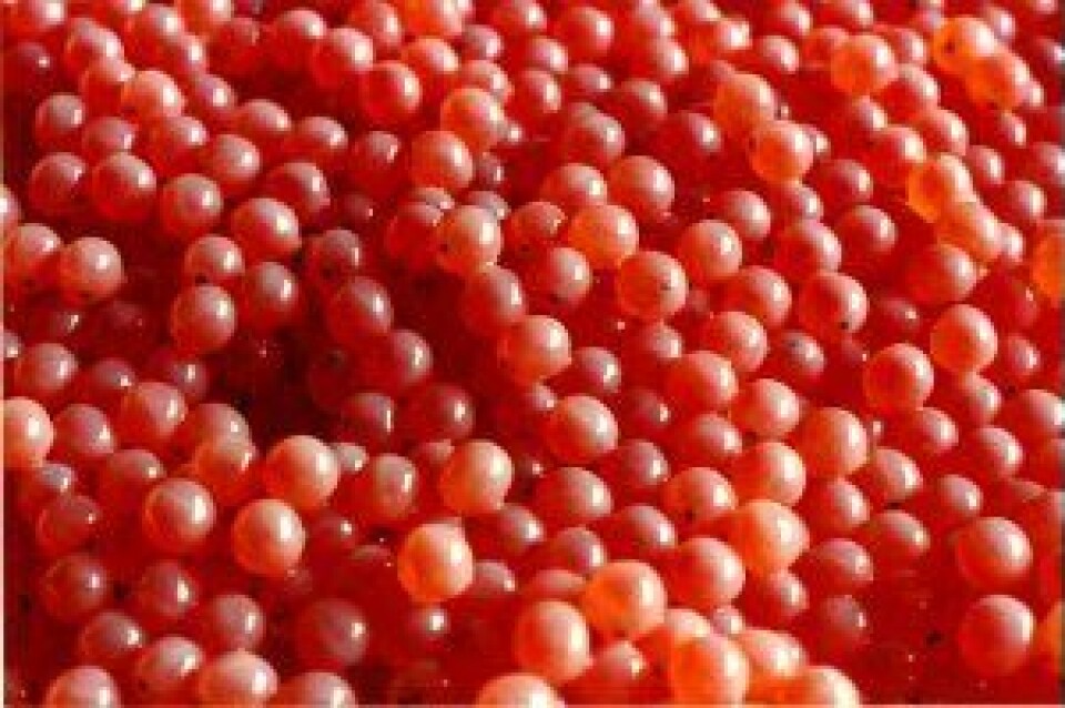 Brasil potencia caviar de trucha arcoíris