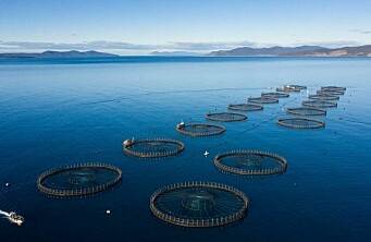 Cooke Aquaculture lanza oferta de compra por salmonicultora pero es rechazada