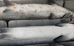 Cargill expone efectos de sistemas mecánicos antiparasitarios en salud de peces