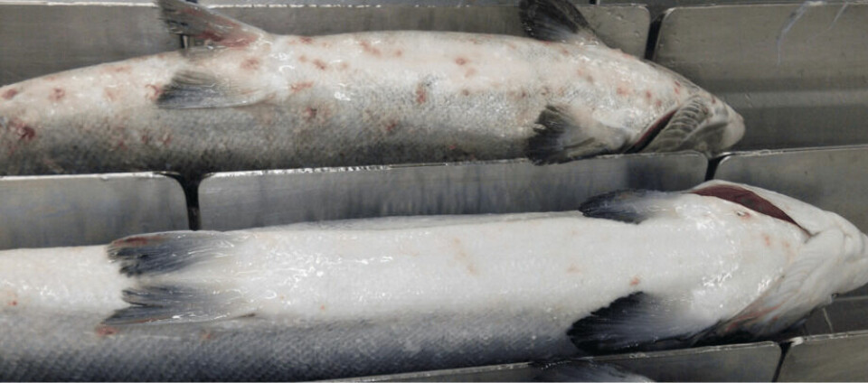 Caligus en salmón Atlántico. Foto: Archivo Salmonexpert.