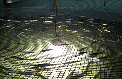Multiexport está construyendo una de las  pisciculturas más grandes del mundo