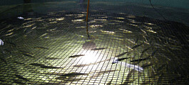 Sernapesca reporta eliminación de pisciculturas desde registro acuícola