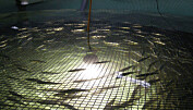 Las gestiones de Invermar para operar su moderna piscicultura en Calbuco
