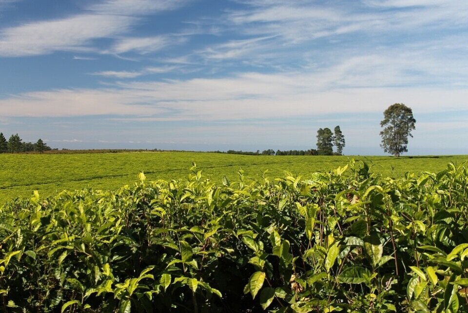 Fomentar la sustentabilidad de actividades agrícolas es uno de los objetivos de las políticas impulsadas por la empresa. Foto: Pixabay.