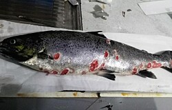Causas de mortalidad en las tres especies de salmón cambian de forma importante