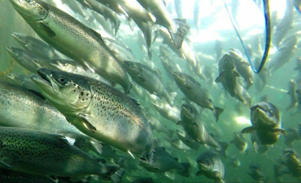 Imagen referencial de salmones. Foto: Archivo Salmonexpert. Imagen referencial de salmones. Foto: Archivo Salmonexpert.