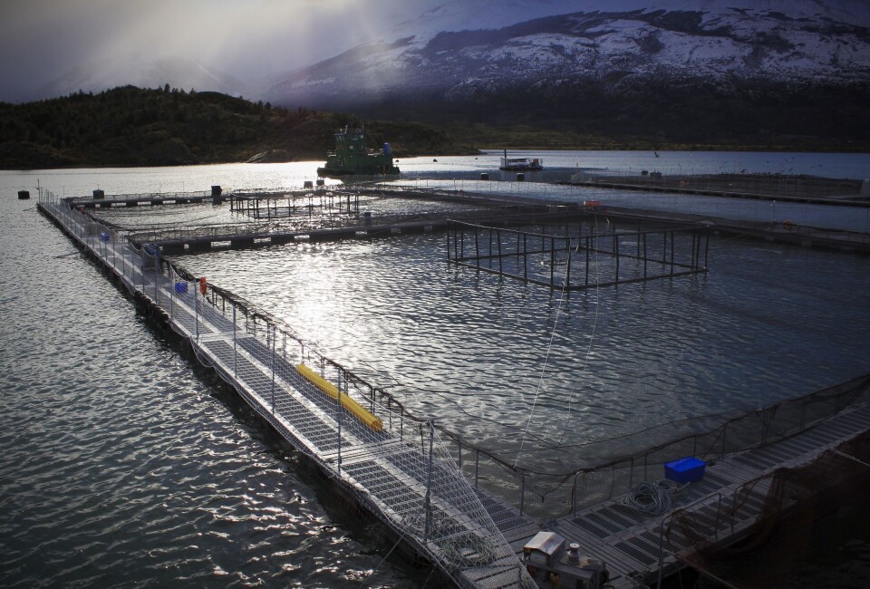 El CDE está integrado por las empresas AquaChile, Cermaq, Mowi y Salmones Aysén. Imagen: CDS. El CDE está integrado por las empresas AquaChile, Cermaq, Mowi y Salmones Aysén. Imagen: CDS.