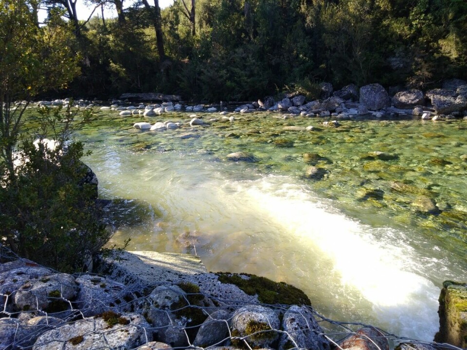 Cauce del río Chaparano, cercano a piscicultura de Multi X. Foto: SMA.