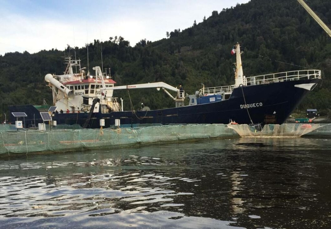 Retiro de mortalidad de salmones por FAN. Foto: SMA. Retiro de mortalidad de salmones por FAN. Foto: SMA.