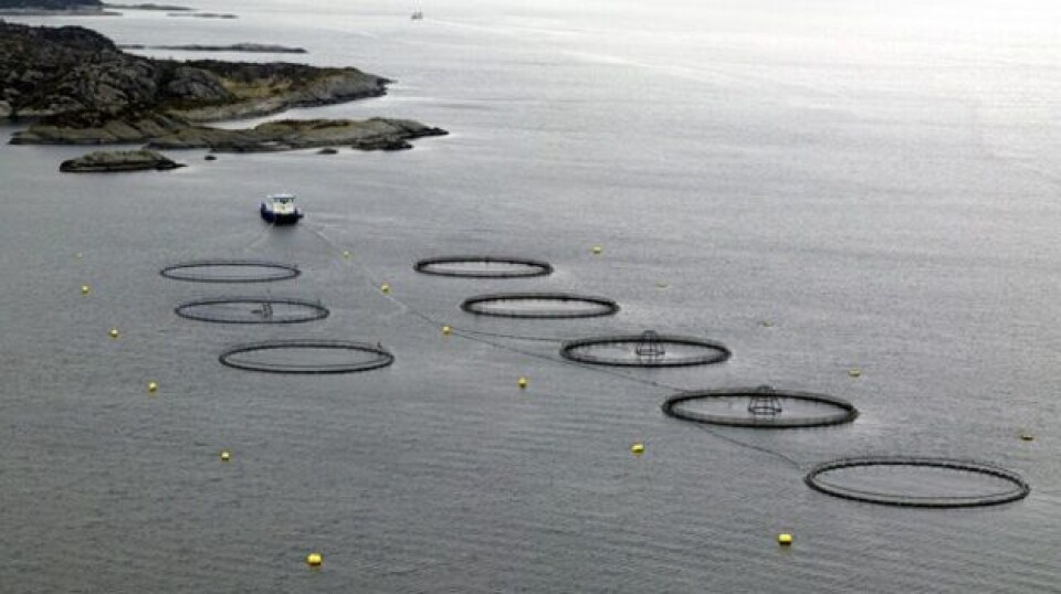 Demanda de salmón ecológico irlandés continúa creciendo