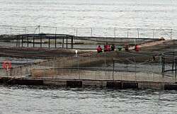 Autoridad obligará a que cada centro de salmón instale Estaciones de Calidad