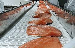 Se avecinan tiempos más difíciles para los productores de salmón según Rabobank