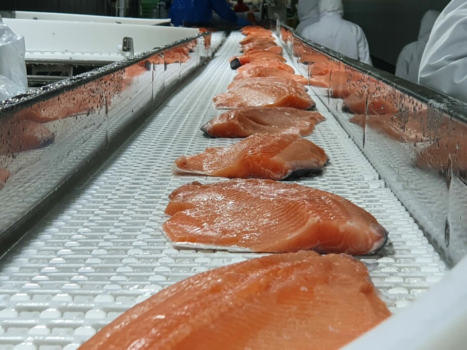 En 2021, el 7% del salmón exportado desde nuestro país tuvo como destino a Rusia. Foto: Archivo Salmonexpert.