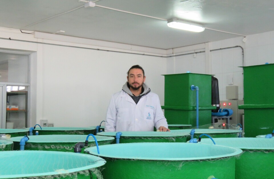 Álvaro Gallardo, biólogo marino, está a cargo del proyecto. Imagen: Francisco Soto, Salmonexpert.