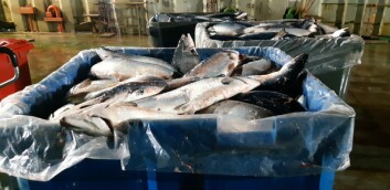 La mayor parte de los salmones fue recuperada. Foto cedida. La mayor parte de los salmones fue recuperada. Foto cedida.