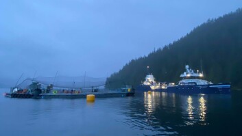 Los smolts se entregan al SCCS en wellboat. Foto: Cermaq Canadá. Los smolts se entregan al SCCS en wellboat. Foto: Cermaq Canadá.