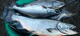 Presentan primer cultivo chileno de King Salmon en RAS a nivel mundial