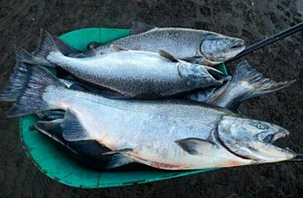 Autorizan a Caleta Bay para formar stock de reproductores de salmón Chinook