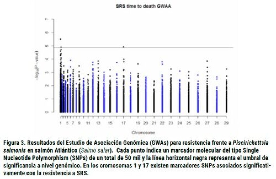 Avances en el mejoramiento genético de la resistencia al Síndrome Rickettsial del Salmón (Pisciricketsia salmonis): integrando la información del genoma