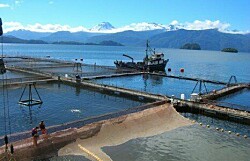 Aysén: SEA rechaza dos DIAs de Marine Harvest