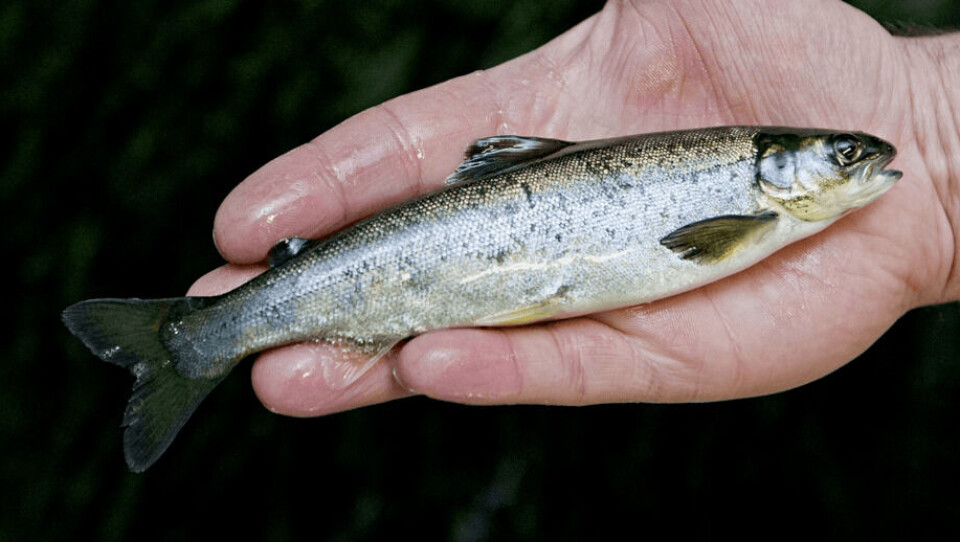 Cermaq Canadá tiene un contrato para suministrar smolts a Kuterra hasta octubre de 2024. Foto: Cermaq.