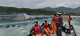 Chaitén: Camanchaca recupera 25,8% de peces escapados y cuantifica pérdidas
