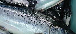 Bajan notificaciones de eventos de inocuidad alimentaria para salmón de Chile
