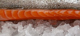 Chile Seafoods se querella por hurto de casi 230 kilos de salmón