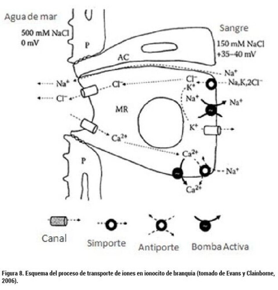 Bases Biológicas de la Esmoltificación