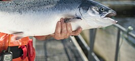 Chile y Escocia se unen para abordar enfermedad branquial del salmón