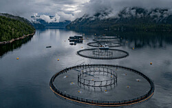 Grieg Seafood cosechó 75.600 Gwt de salmón en Noruega y Canadá