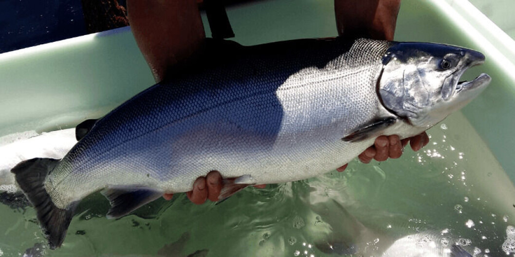 Imagen referencial de salmón coho. Foto: Archivo Salmonexpert. Imagen referencial de salmón coho. Foto: Archivo Salmonexpert.