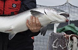 Chile: Cosechas de salmón suben 8,9% a mayo