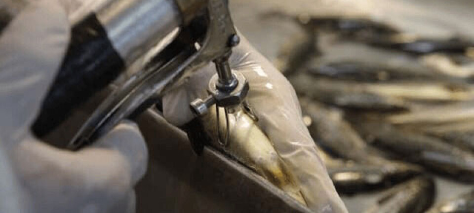 Prueban el primer prototipo de vacuna para Tenacibaculum con buenos resultados