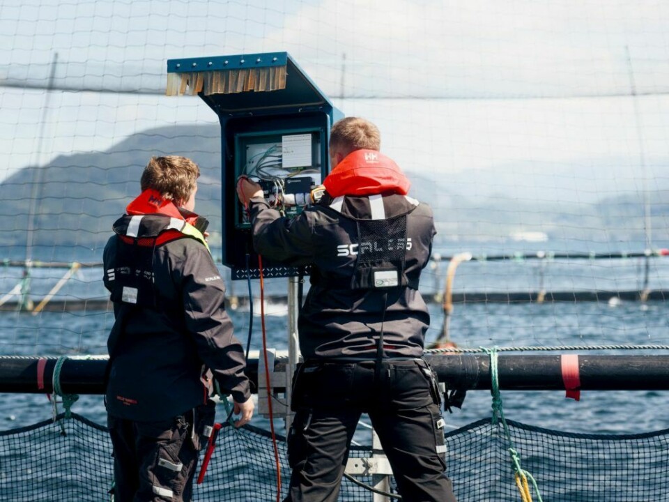 Scale AQ armó un equipo integral para el proyecto de acuicultura oceánica en Chile. Foto: Scale AQ.