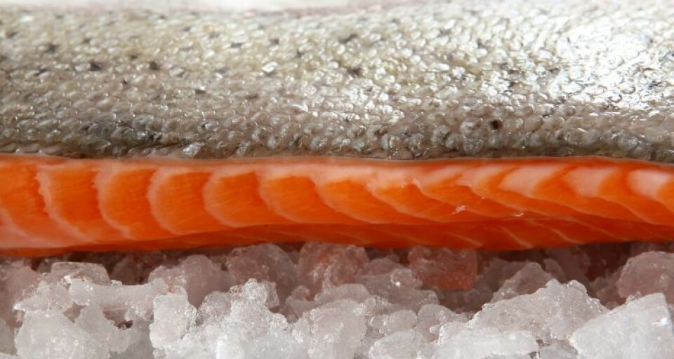 12,37% subieron precios del salmón noruego en la semana 10 del año en curso. Foto: Archivo Salmonexpert.