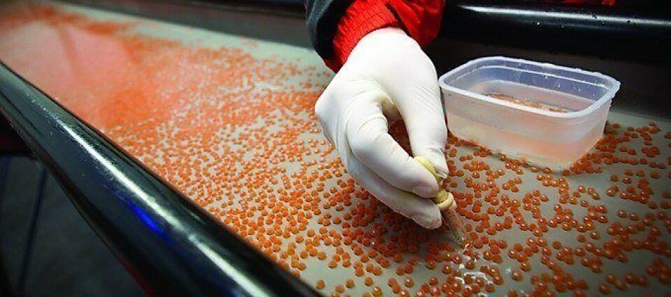 La división de genética de la compañía, que produce ovas de salmón, fue la estrella en sus resultados 2018. Foto: Benchmark Genetics.