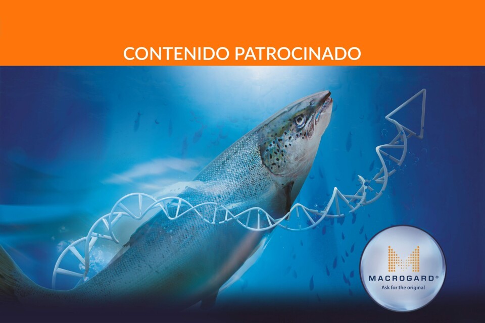 Beta-glucanos para una mejor salud de los peces