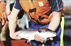 Big drop forecast in Scottish salmon harvests