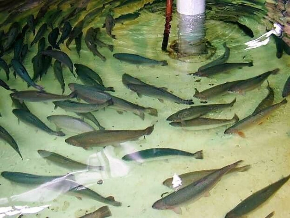 Imagen referencial. Foto: Archivo Salmonexpert.