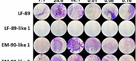 Biofilm de Piscirickettsia modula virulencia y respuesta inmune en macrófagos