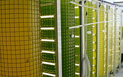 BioMar aumenta fuerte uso de microalgas en la elaboración de alimentos