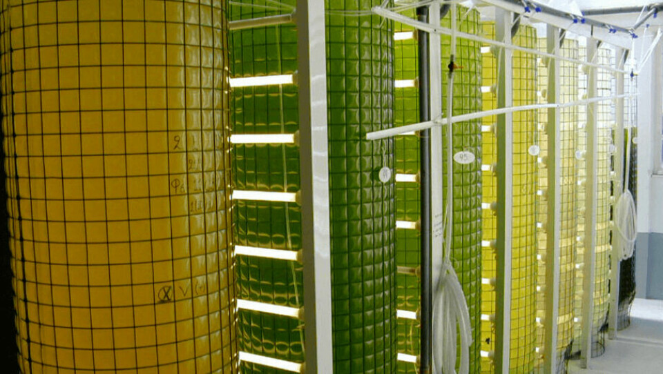 Microalgas cultivadas para producir AlgaPrime DHA, que BioMar utiliza. Foto: Terra Vía / Corbion.
